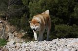AKITA INU 272